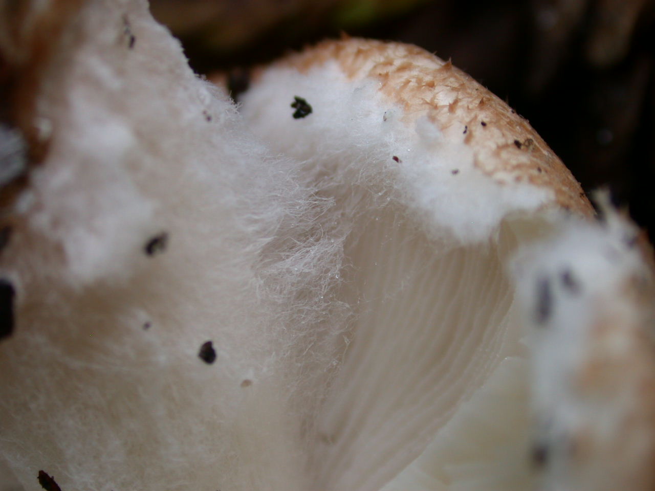 Lepiota cortinarius